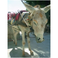 08 Donkey with henna makeup.jpg